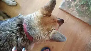 Гостья на работе