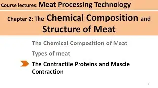C2-10 contractile proteins and muscle contraction| Meat Technology
