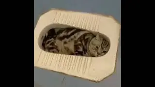 Sepertinya Kucing Ini Salah Memilih Tempat Istirahat