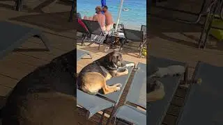 🐶 Им тоже нужен отдых))))
