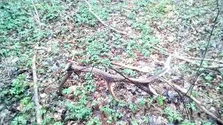 Поиск рогов.  Рог оленя .