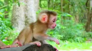 Oh, baby monkey Lexi is practicing jumping from a tree trunk to the ground.