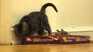 Foster Kitten Fierceness 1