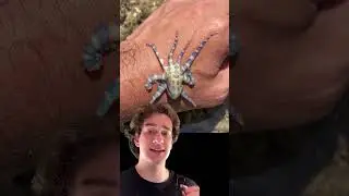 The Blue-Ringed Octopus☠️ (ib: @mndiaye_97) animals