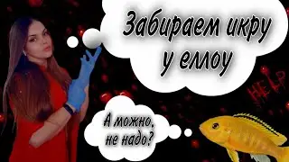 Лабидохромис Еллоу с полным ртом икры в общем аквариуме или как забрать икру у цихлиды.