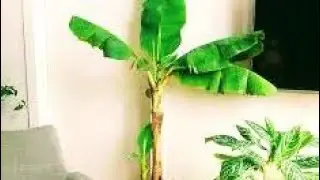 KISII😱 ukipanda MANDIZI 🍌karibu na CHOO💔🤦
