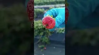 🍓🤕 Пчелы атакуют Клубнику сорт Ания , Аня #сад #strawberry #огород #клубника #дача #рассадаклубники