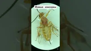 Паразитойд #образование #насекомые #биология #паразиты