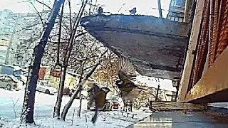 ПОКАЖИ ДЕТЯМ ПТИЧКИ