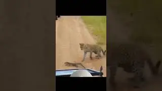 Leopard funny attack #shorts AnimalTube - World of animals