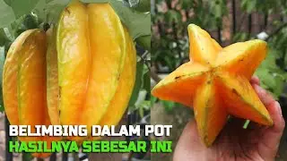 Complete Tutorial to Plant Starfruit in a Pot to make a big fruit