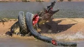 Giant Anaconda VS Crocodile!