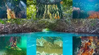 What Lies Beneath The Mangroves ep. 45