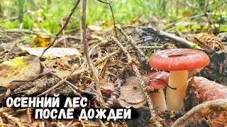 Осенний лес после дождей