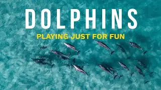 4K Dolphin Footage! 🐬 Watch These Smart Dolphins Play & Surf Waves