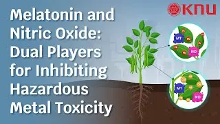 Melatonin and Nitric Oxide for Plant Growth and Heavy Metal Resistance