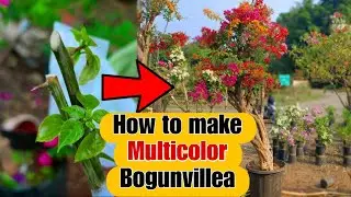 Multicolor bogunvillea grafting in one plant  || grafting techniques