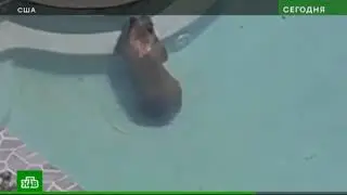 Медведь в бассейне