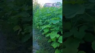 2024  Павловния  кучатлари сотувда