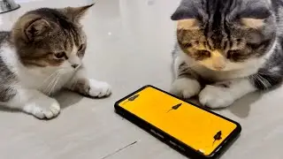 Playful kittens are busy watching rats #cats #kitten #cute #catlover