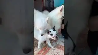 Friendly Dogs