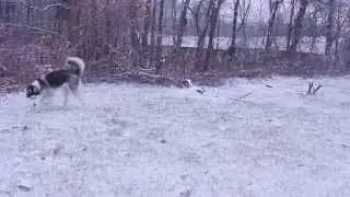 Mikey the Siberian Husky - Leash free Play on snow day Nov 2012