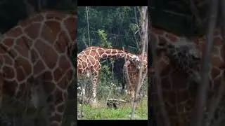 did you know ? || What is called the group of giraffe in English 🤔🤔🤔