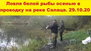 Ловля белой рыбы осенью в проводку на реке Салаца. Рыбалка с берега на поплавочную снасть.