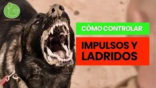 How to CONTROL your DOG'S IMPULSES and BARKING | PULLING on a WALK