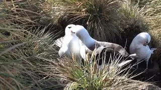 A Mated Pair of Black Browed Albatross Preening at West Point, Falkland Islands