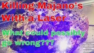 Majano Anenomes, A Laser and a Clown Fish,   What could go wrong?