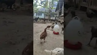 Ayam Joper