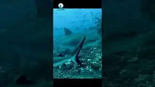 #beautiful #seaworld #fish #sea #viral #nature #youtubeshorts #ytshorts #short #deepsea #seacreature