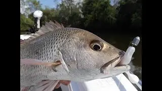 How to Target Mangrove Jacks