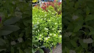 Beautiful flower ￼