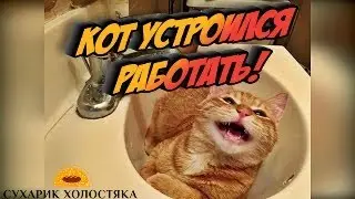 КОТ СУХАРИКА ХОЛОСТЯКА УСТРАИВАЕТСЯ НА РАБОТУ 2020!