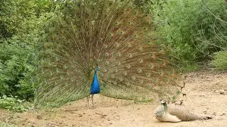 Indian blue & black shoulder peacocks videos compilation