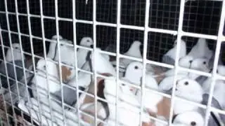 Осенняя 