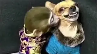 Когда подошёл к злой жене чтобы помириться.