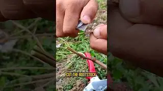 Grape Grafting technique