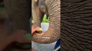 Он просто взял арбуз… и сделал ЭТО 😱 #short