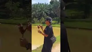 patin afrika