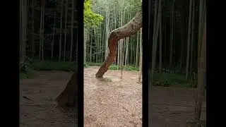 Enjoying the Bamboo Forest
