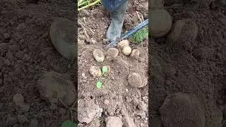 картошечка