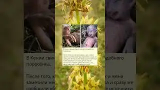 Z_В Кении свинья родила человекоподобного поросёнка.