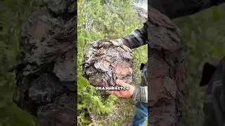 Кап. Нарост на дереве 