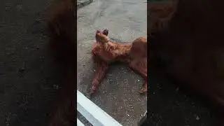 Сидеть, лежать и пузо покажи.