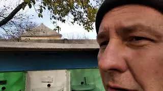 Подкормка пчёл на зиму и мёд из подсолнуха.