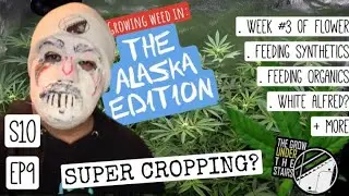 S10 EP9:  what’s SUPERCROPPING? How to feed organically + synthetically week 3 flower spider farmer