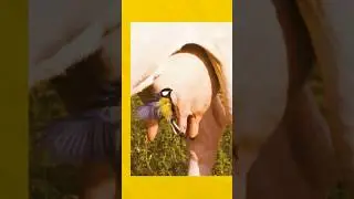 ينقر ثدي البقرة من اجل حليبها فتموت بعد ذالك 😱